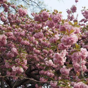 Meet your Posher, Asuka